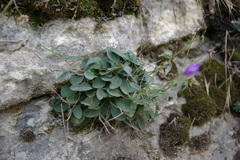 Campanula caucasica