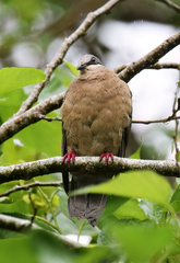 White-Eared Brown-Dove photo 3