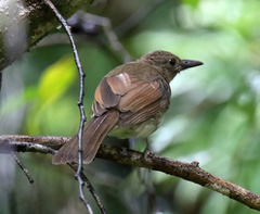 Visayan Bulbul photo 2