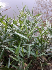 Urochloa plantaginea
