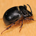 Horned Dor Beetle - Photo (c) Paolo Mazzei, some rights reserved (CC BY-NC), uploaded by Paolo Mazzei