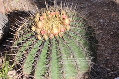 Ferocactus histrix