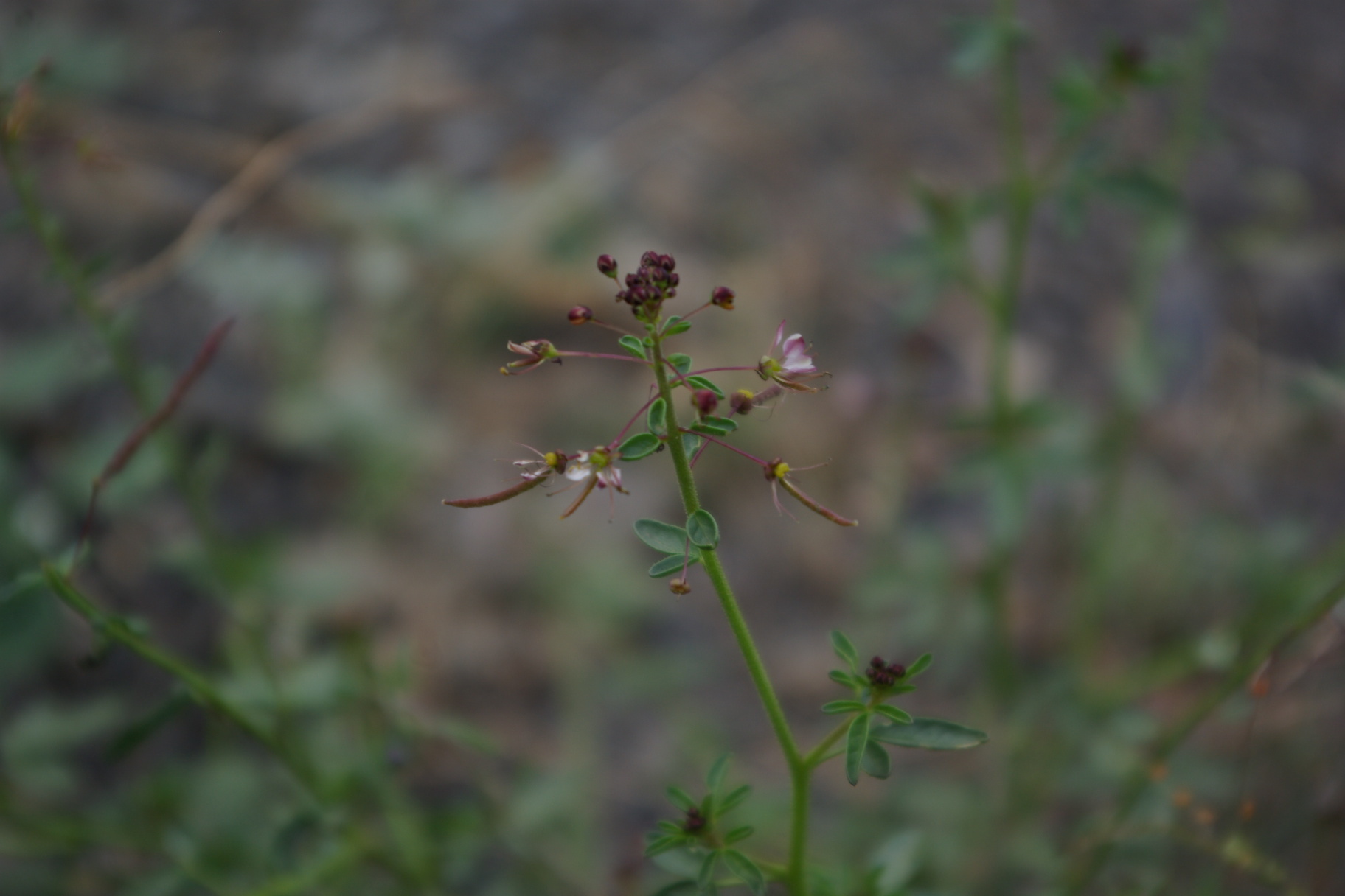 Cleome ornithopodioides