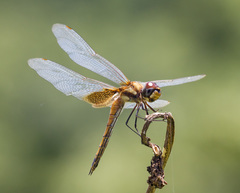 Tramea darwini
