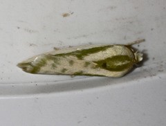Earias huegeliana