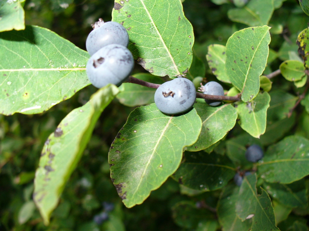 Lonicera caucasica from Цунтинский р-н, Респ. Дагестан, Россия on 2007년 08월 09일 (목) at 06:04... 