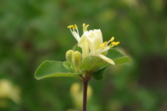 Lonicera iberica