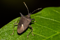Proxys albopunctulatus