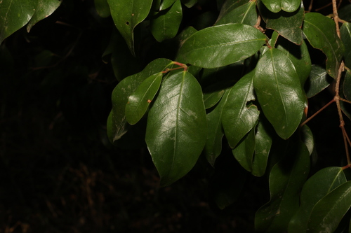 Dissiliaria baloghioides (Dissiliaria baloghioides)