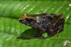Medog Eastern Frog photo 1