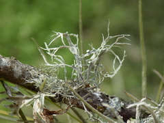 Ramalina stenospora