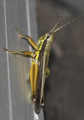 Bermius odontocercus