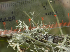 Ramalina stenospora