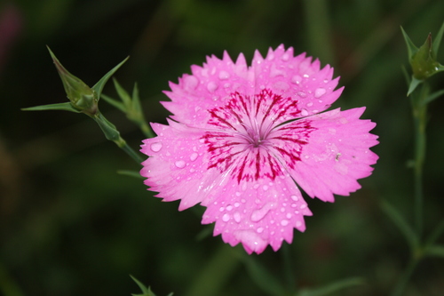 Dianthus caucaseus