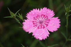 Dianthus caucaseus
