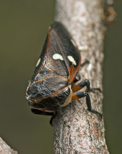 Eurymela fenestrata, 2023-08-26