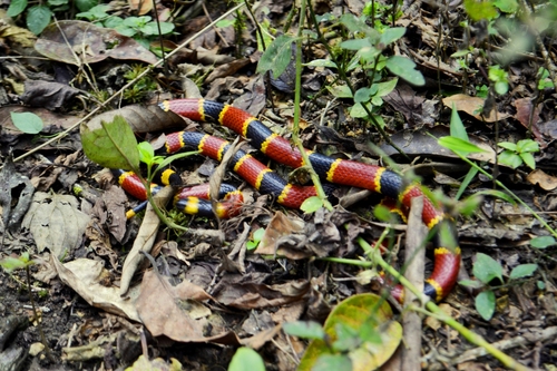 Brown's Coralsnake