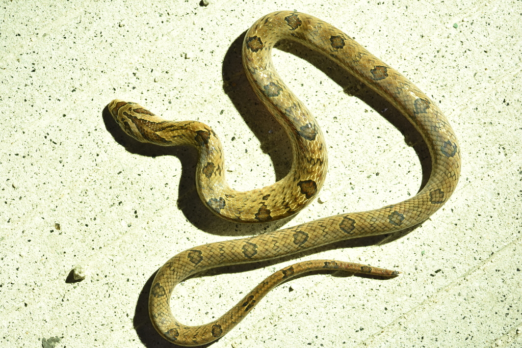 Medog Kukri Snake