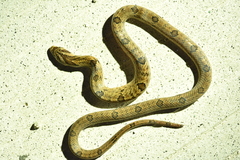 Medog Kukri Snake photo 1