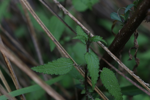 Image of Urtica perconfusa by (c) Julia Palmer, some rights reserved (CC BY-SA)