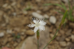 Dianthus awaricus