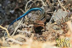 Pholidoscelis taeniurus