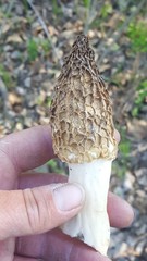 Morchella americana