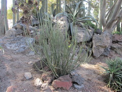 Euphorbia rossiana