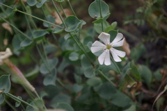 Silene chlorifolia