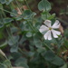 Silene chlorifolia - Photo (c) ramazan_murtazaliev, some rights reserved (CC BY-NC), uploaded by ramazan_murtazaliev