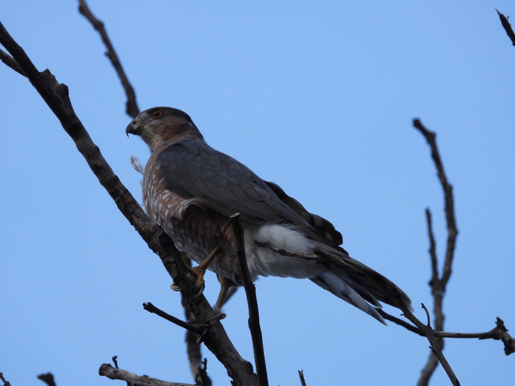 Cooper's Hawk from Zona Centro, Saltillo, Coah., México on August 26 ...