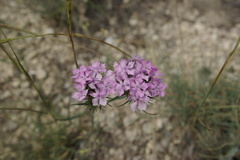 Dianthus pseudarmeria