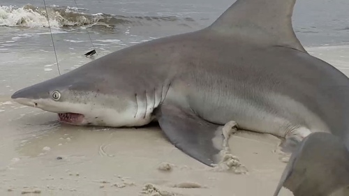 Brown shark (Carcharhinus plumbeus) — Carcharhinidae — 2