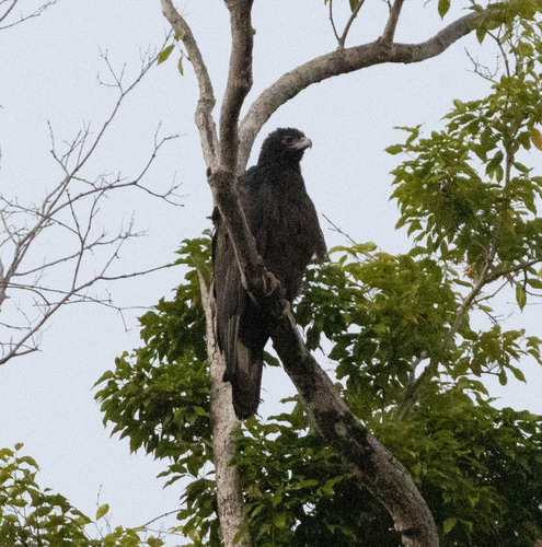 Gurney's Eagle (Aquila gurneyi), photo 9