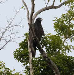 Gurney's Eagle photo 2