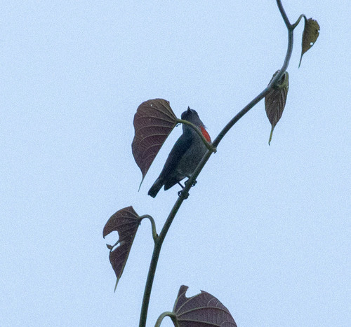 Halmahera Flowerpecker (Dicaeum schistaceiceps), photo 4