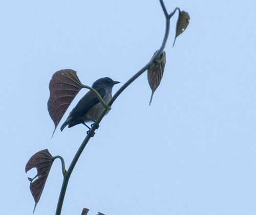 Halmahera Flowerpecker (Dicaeum schistaceiceps), photo 1