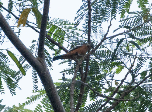 Rufous-bellied Triller (Lalage aurea), photo 9