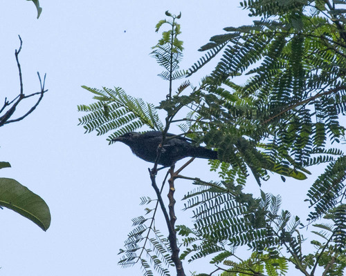 Moluccan Starling (Aplonis mysolensis), photo 6
