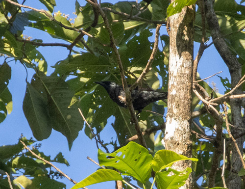 Moluccan Starling (Aplonis mysolensis), photo 8