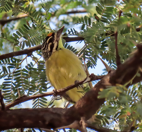 Yellow-fronted Tinkerbird