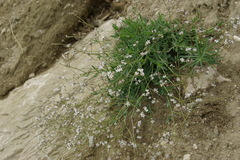 Gypsophila acutifolia