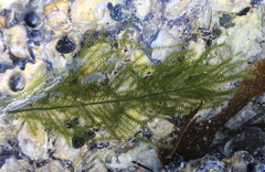 Caulerpa flexilis