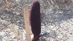 Cynomorium coccineum