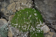 Gypsophila tenuifolia