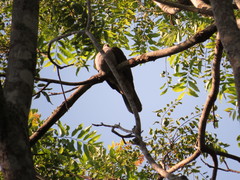 Ducula badia