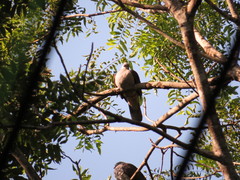 Ducula badia