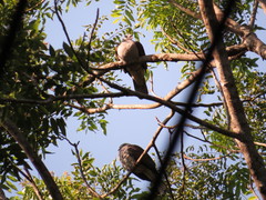 Ducula badia
