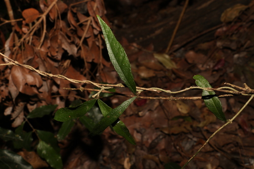 Image of Gynochthodes canthoides by (c) Greg Tasney, some rights reserved (CC BY-SA)
