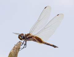 Tramea darwini